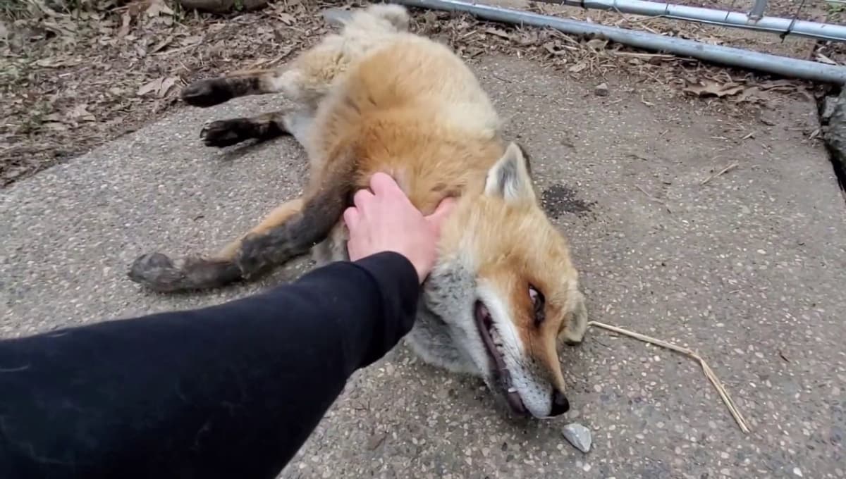 ¿Los zorros están actuando como perros para evitar su extinción?