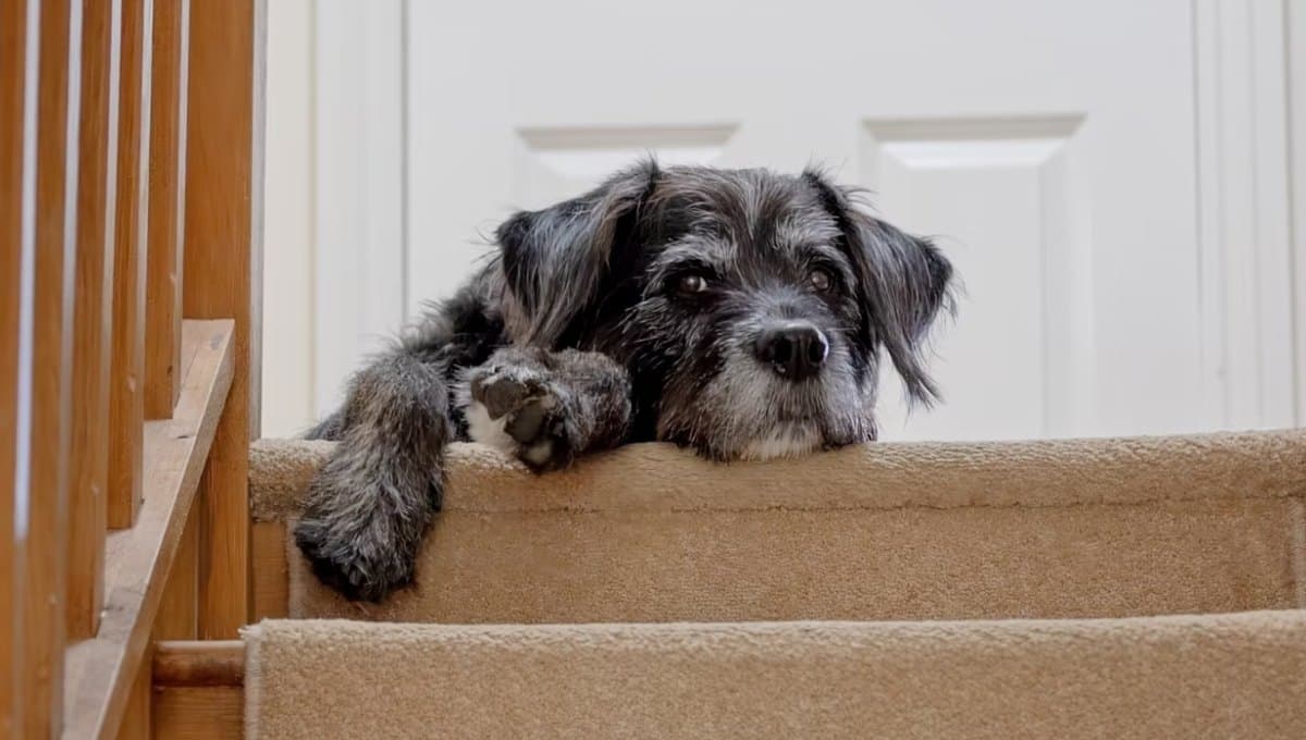 ¿Qué hacer si mi perro no quiere subir las escaleras?