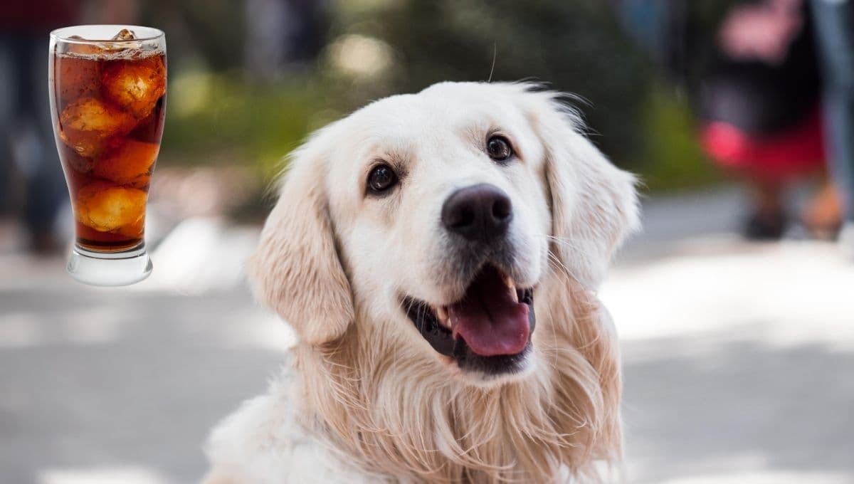¿Qué pasa si le doy refresco a mi perro?