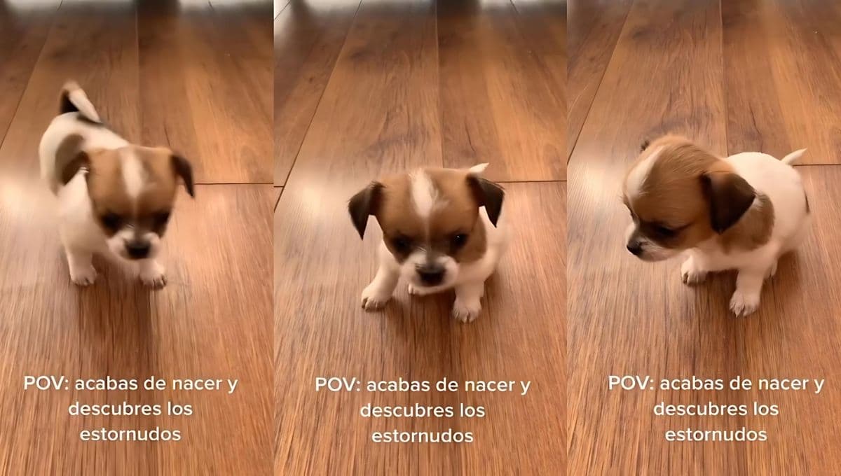 Perrito recién nacido estornuda por primera vez y se espanta muy tierno en VIDEO