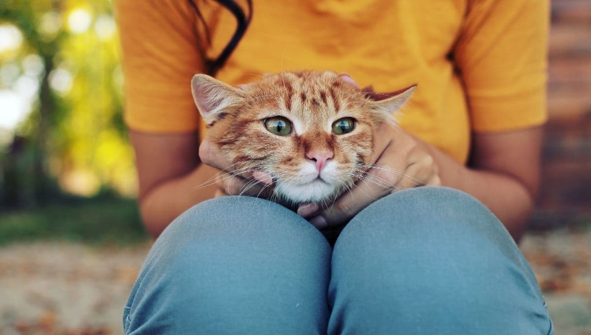 ¿Qué significa que mi gato me orine encima?