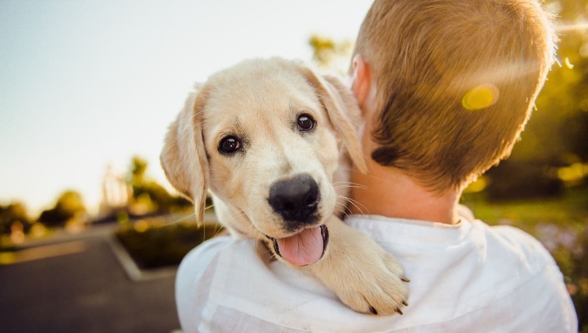 Esta es la razón por la que le hablas a tu perro como si fuera un bebé, revela estudio