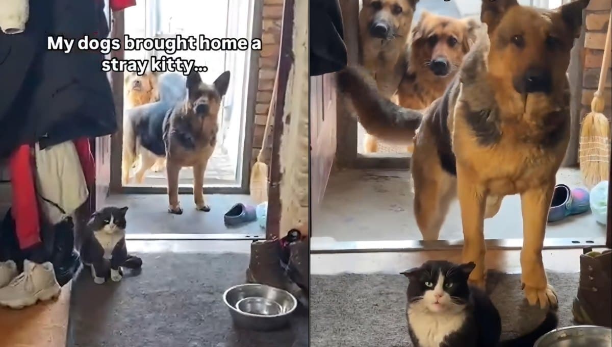 Perros rescatan a gato y le piden a su dueño que lo adopte: VIDEO