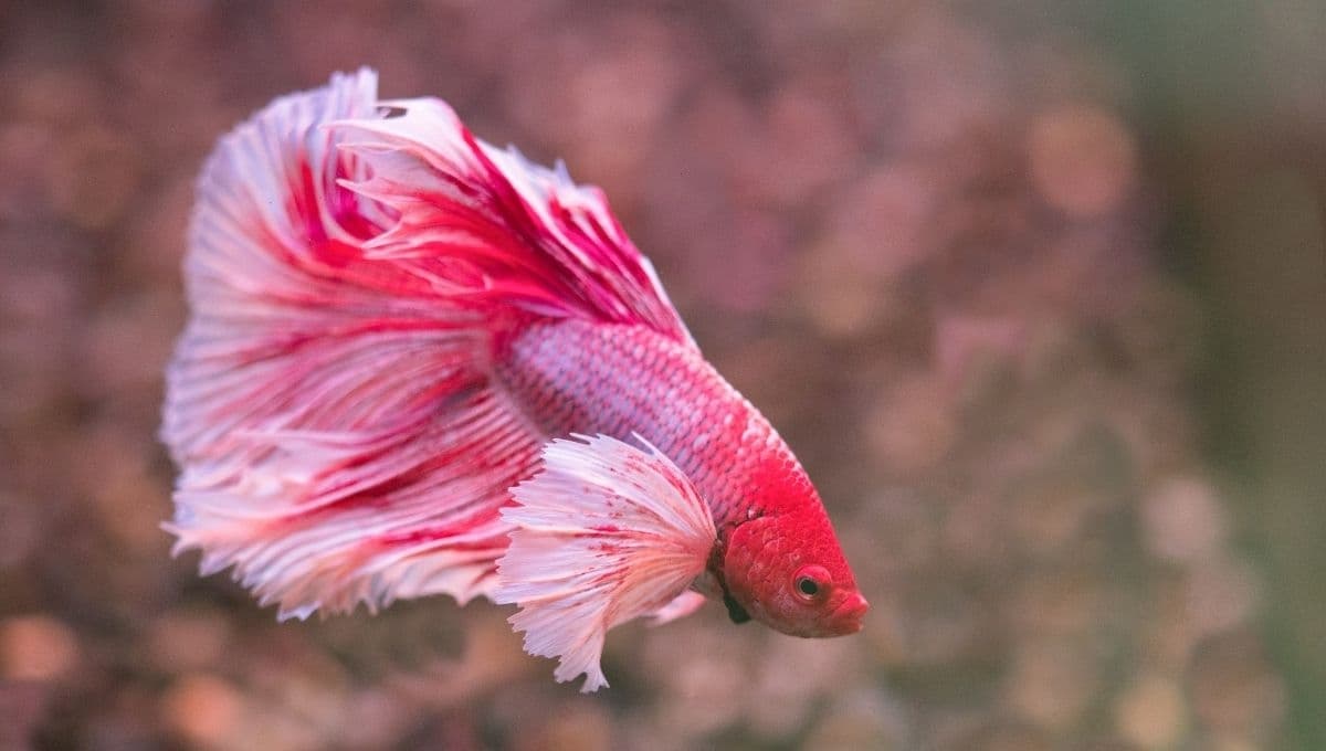 Estos son los peces compatibles con pez betta