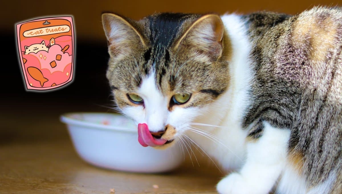 ¿Cuántos sobres al día debe comer un gato?