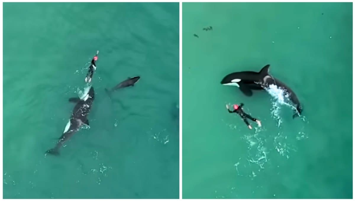 VIDEO: Mujer nada entre orcas y el momento es escalofriante