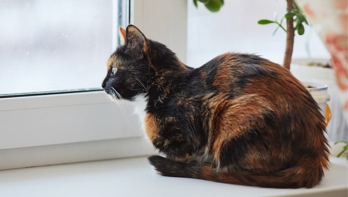 ¿Qué pasa si mi gato se queda mirando un punto fijo?