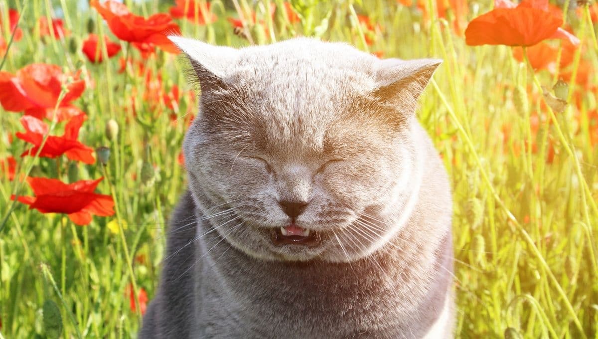 ¿Cómo prevenir una alergia estacional en tu perro o gato?