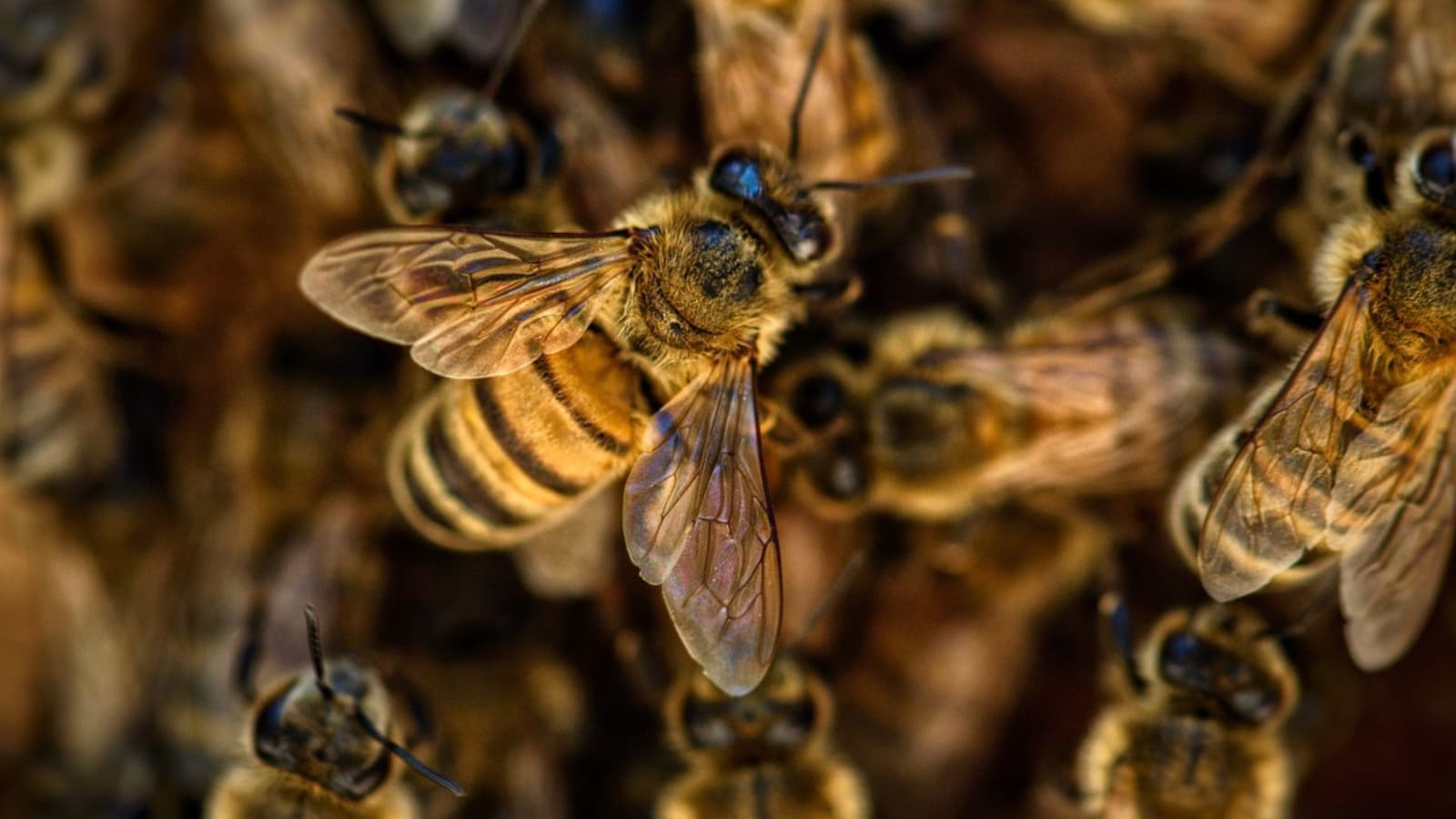 ¿Dónde viven las abejas y de qué se alimentan?