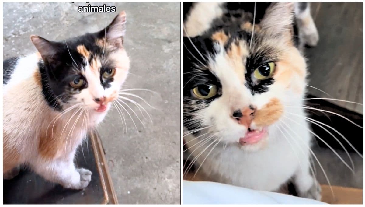 VIDEO: Gato llora desconsoladamente en el funeral de su dueño