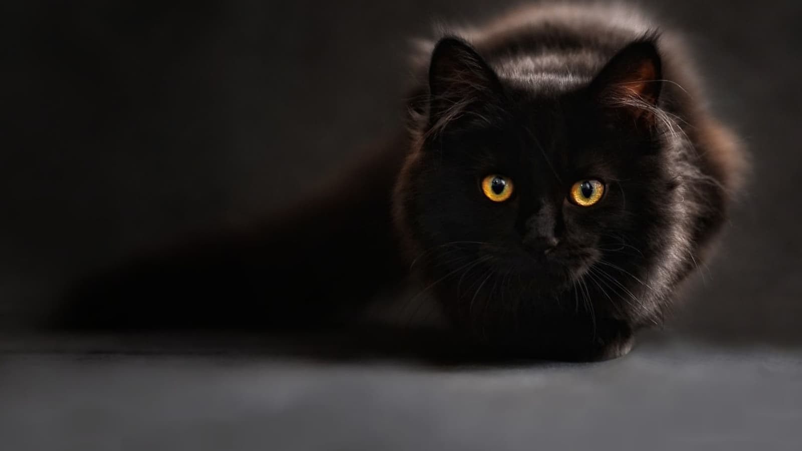3 trucos para sacar a pasear a tu gato con correa sin que se escape