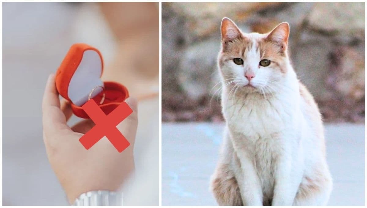 Mujer cancela su boda porque su prometido perdió a su gato