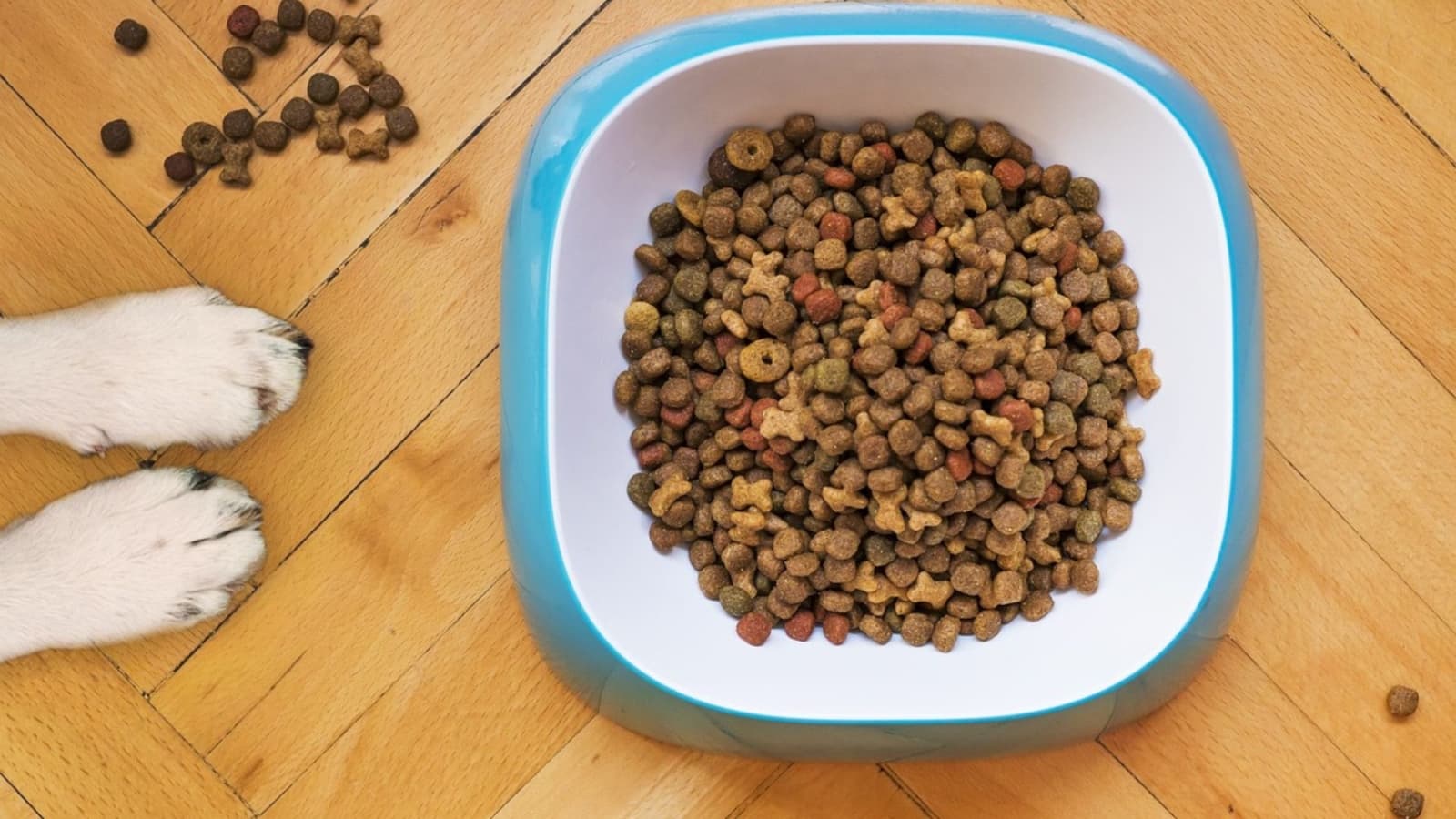 Esto es lo que pasa si un gato come croquetas para perro