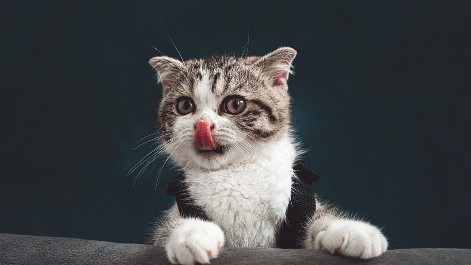 3 cosas a tomar en cuenta de los areneros si tienes varios gatos, según un veterinario