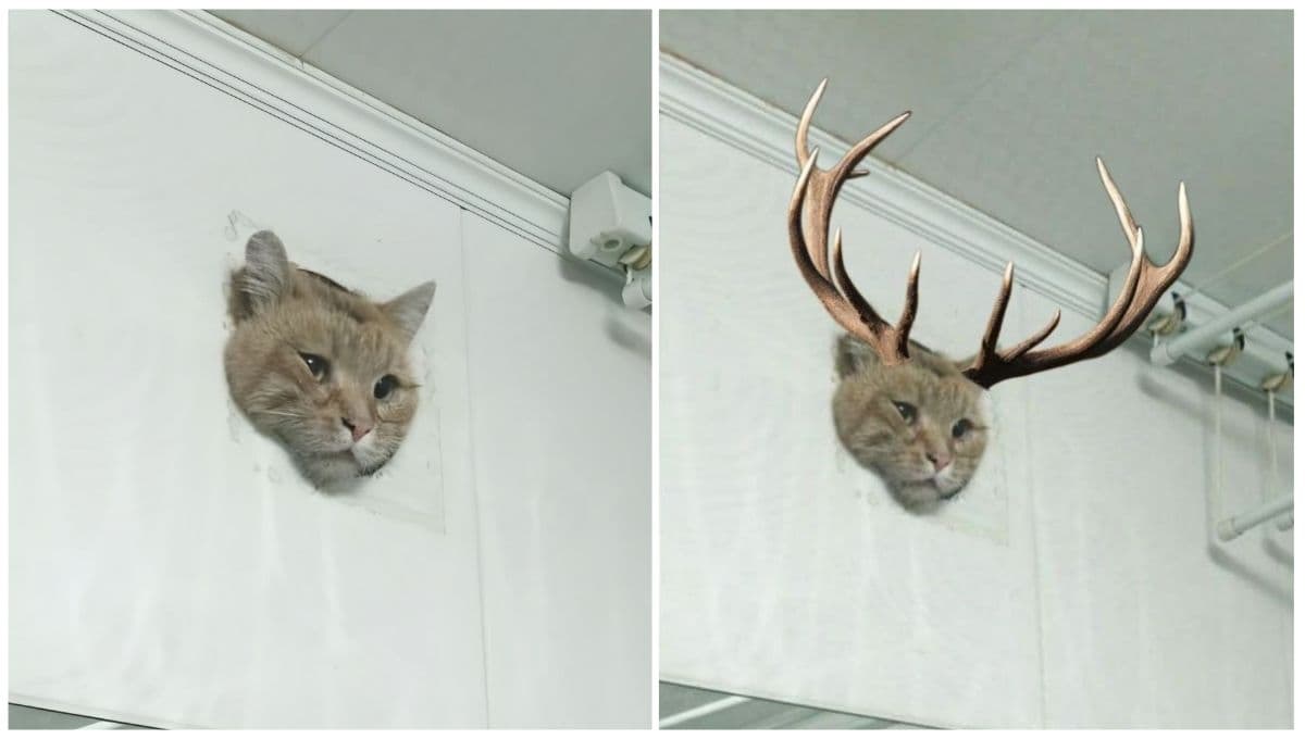 Gato atrapado en ducto de ventilación deja los mejores memes: VIDEO