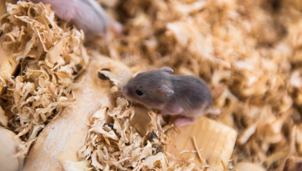 ¿Qué darle de comer a un hámster recién nacido?