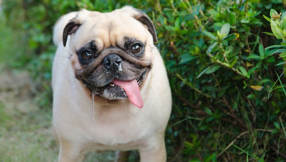 Las enfermedades que transmiten los perros con su saliva