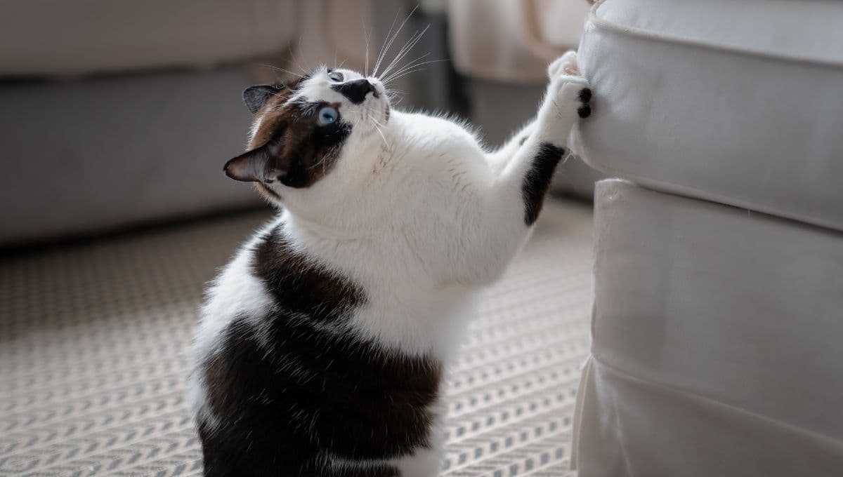 El mejor truco para que tu gato deje de arañar los muebles