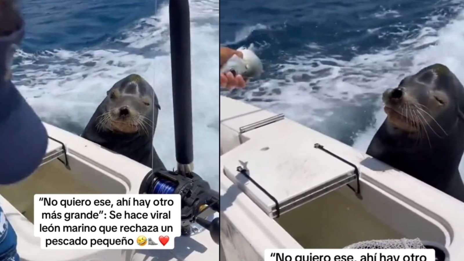 León marino se vuelve VIRAL tras rechazar un pescado pequeño porque quería uno grande | VIDEO