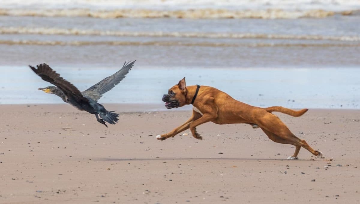 ¿Qué hacer si mi perro se come un pájaro?
