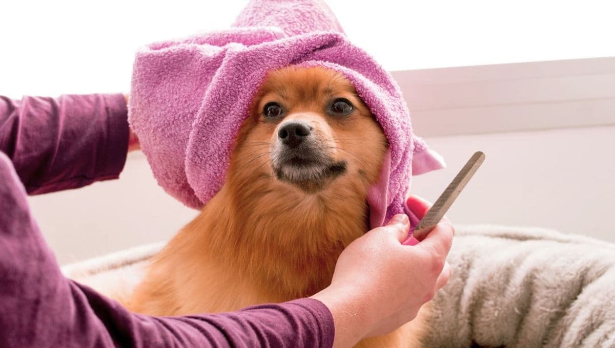 ¿Cómo bañar a mi perro sin shampoo?