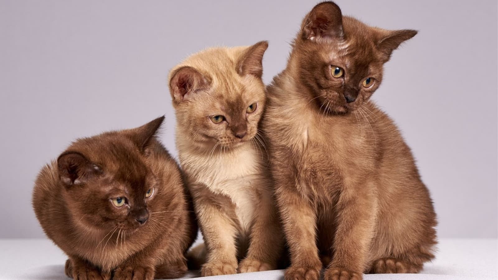 Conoce la inteligencia artificial que te dice qué siente tu gato