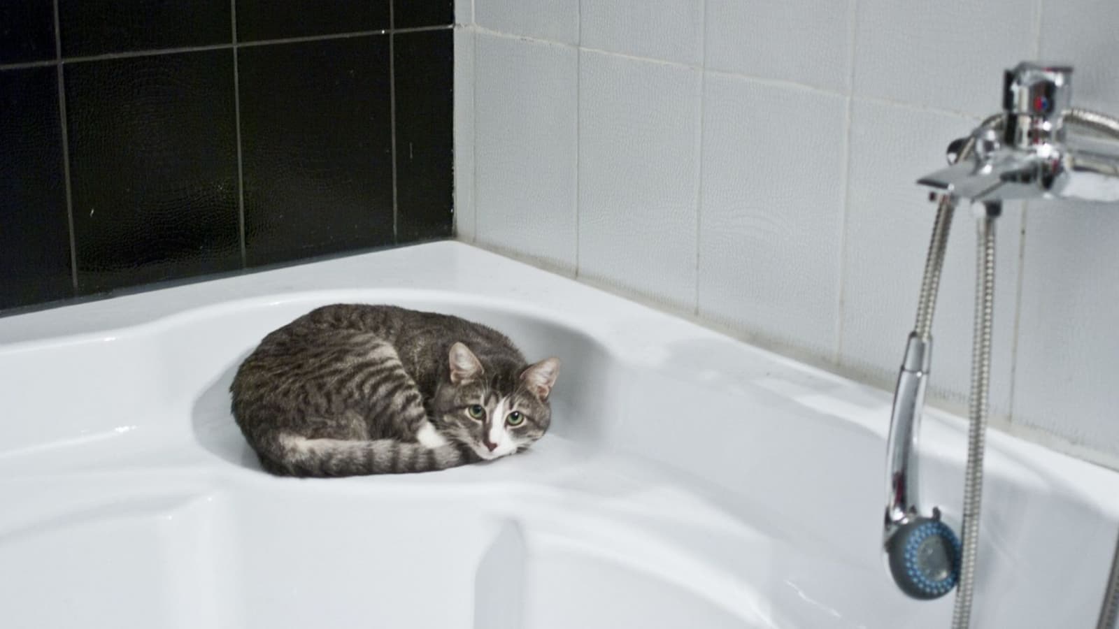 ¿Cómo bañar a mi gato si no se deja?