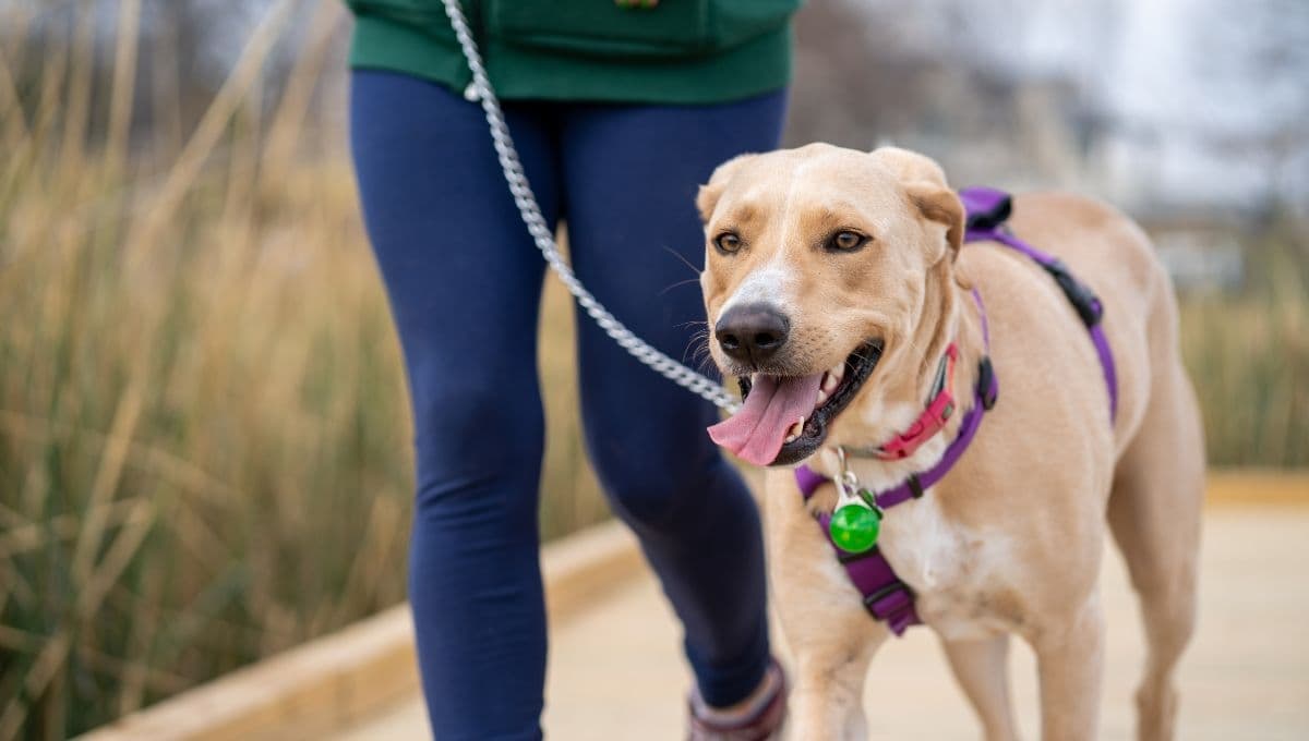 Padrón de paseadores de perros: capacitaciones, inscripción y más para el bienestar de los perritos