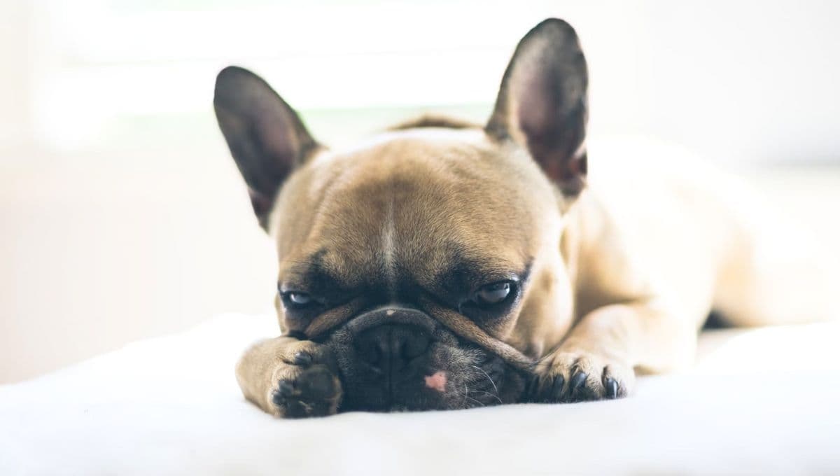 Muere perro por golpe de calor en México: Lista de razas más susceptibles