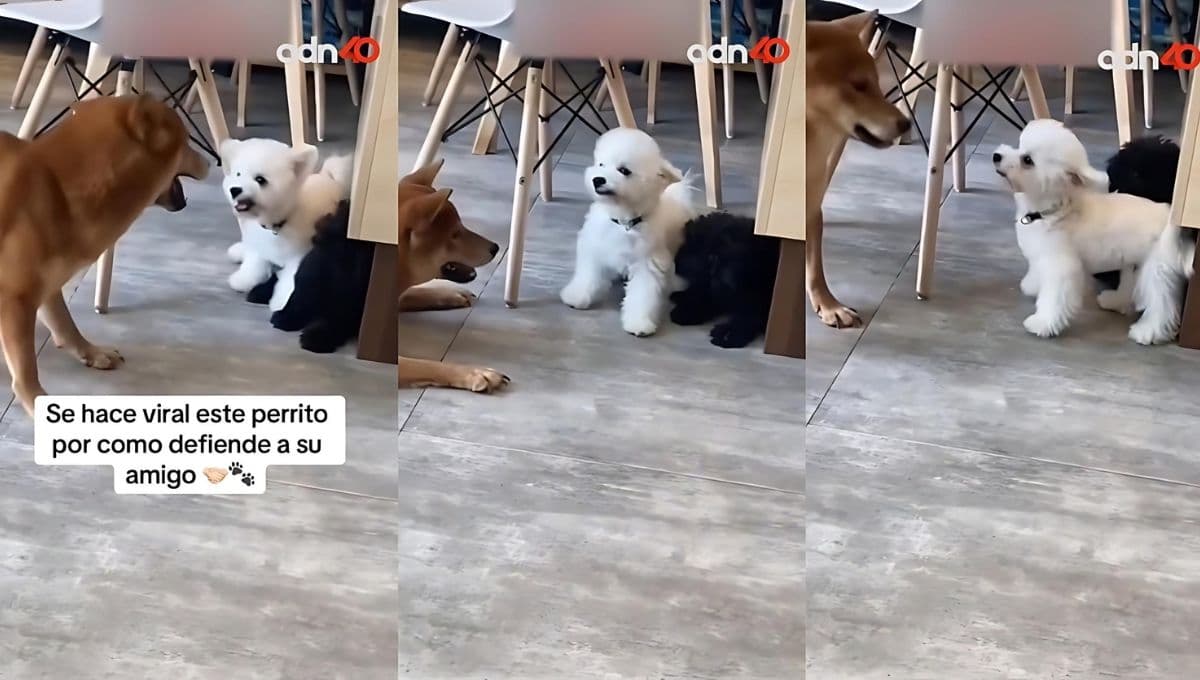 Perrito defiende a su amigo de un perro más grande y demuestra la valentía de las razas pequeñas