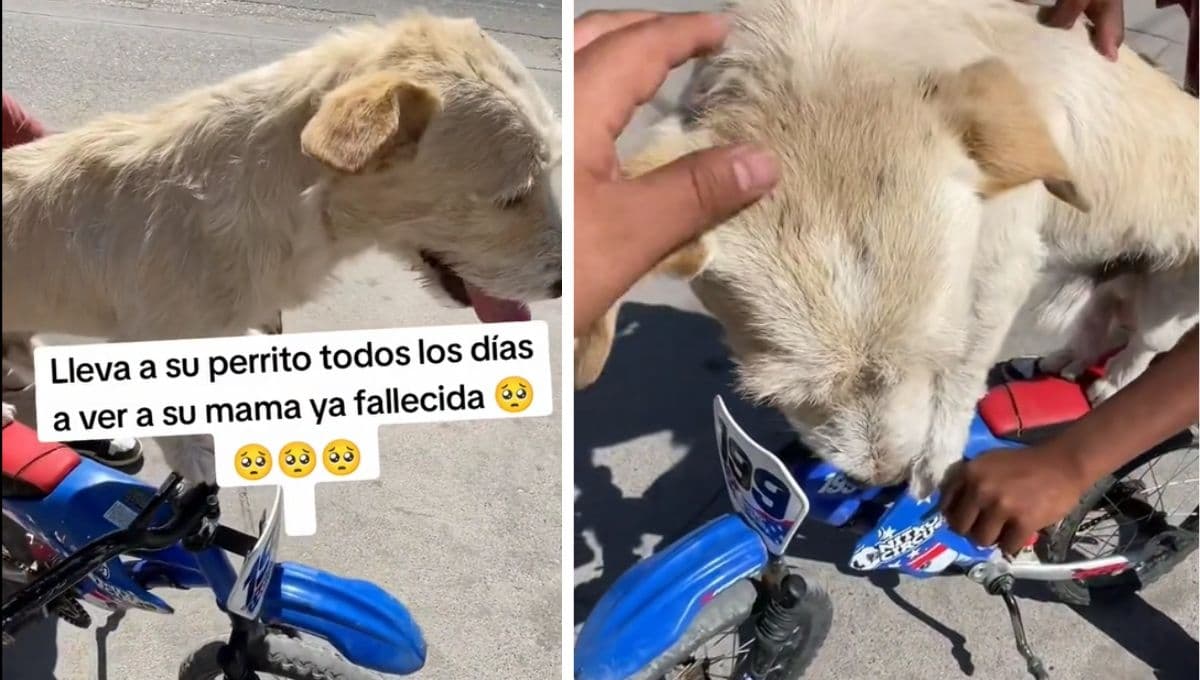 VIDEO: Niño lleva a su perrito a ver a la tumba de su mamá lomita