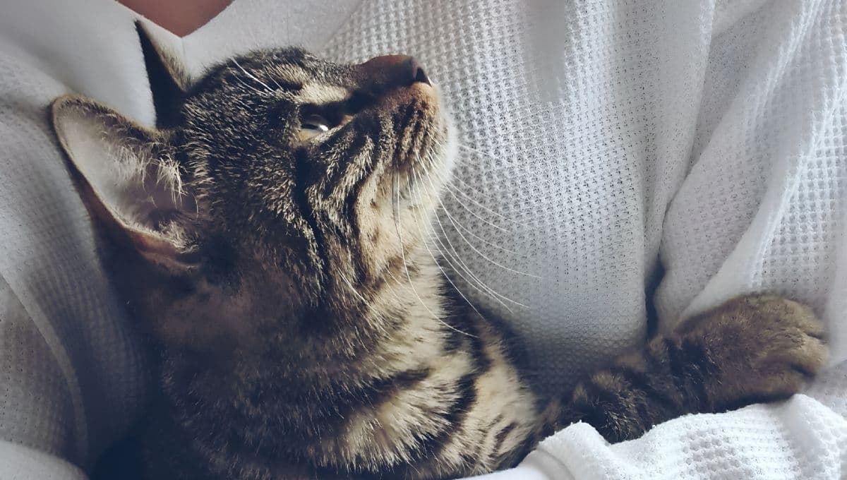 Gatito encuentra a su familia tras estar desaparecido 12 años