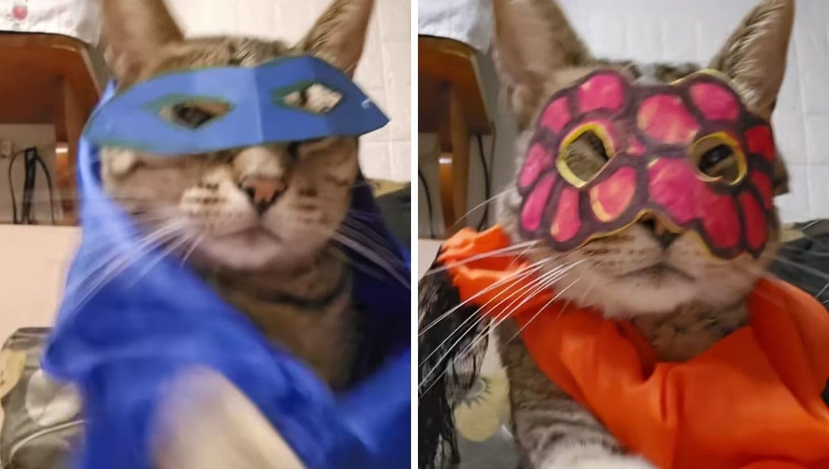 VIDEO: Gatito se hace viral por su versión del ‘Trend Mexa’