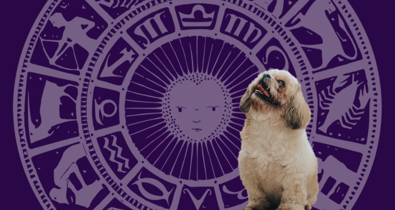 Horóscopo de tu perro: ¿Qué le espera a tu mascota hoy 11 de junio?