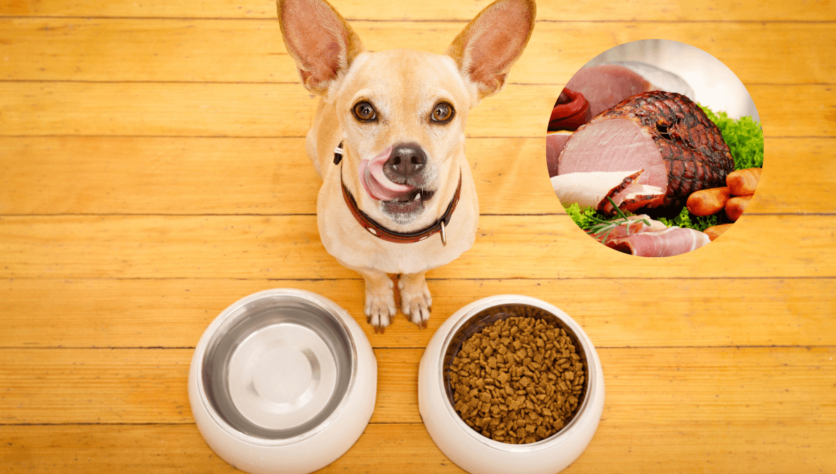 Jamón o salchichas: ¿Qué es mejor para tu perro?