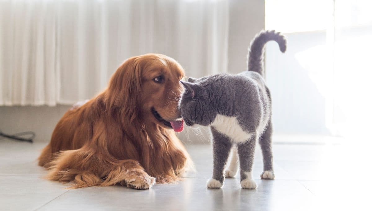 ¿Por qué mi perro lame a mi gato bebé?