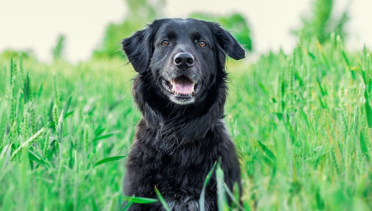 ¿Cómo saber qué signo zodiacal es mi perro?