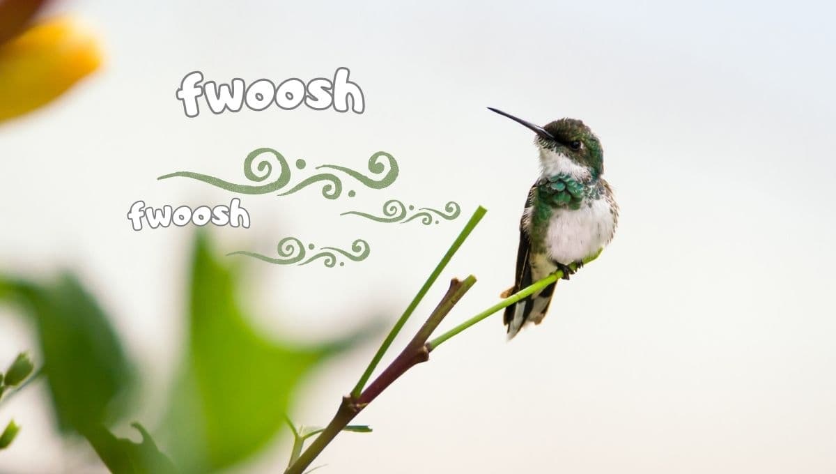 ¿Cómo hacer para que los colibríes lleguen a casa de forma natural?