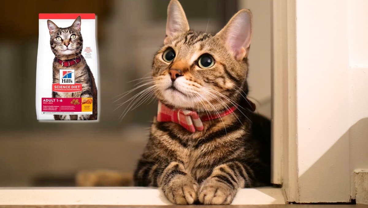 ¿Qué tan bueno es el alimento Hills para gatos? En Amazon lo rematan