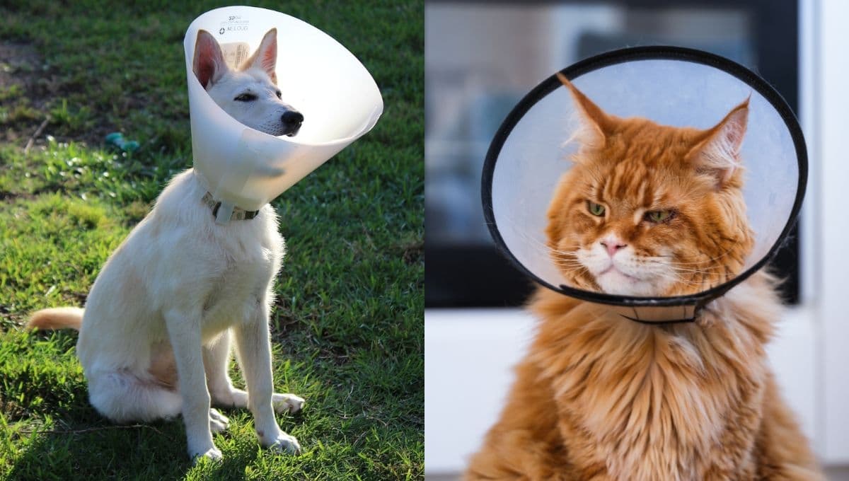 Cómo hacer un "cono de la vergüenza" para mi perro o gato: paso a paso