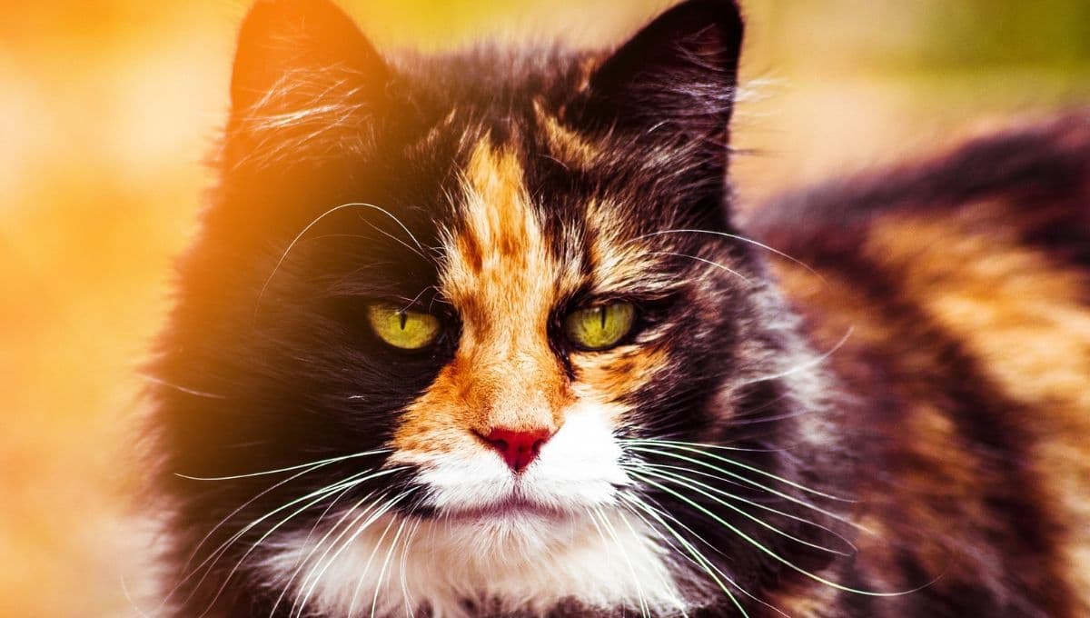 La leyenda de las gatas carey, las gatitas tricolor que nacieron del Sol y la Luna