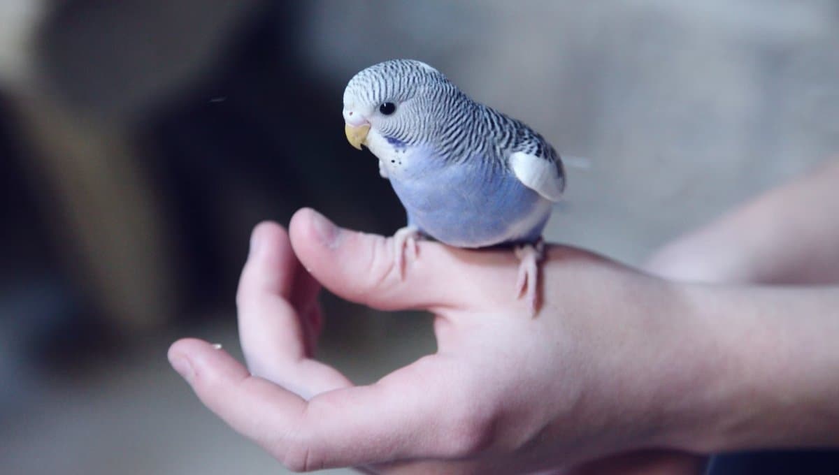 Los 7 pasos para cuidar a un perico como mascota