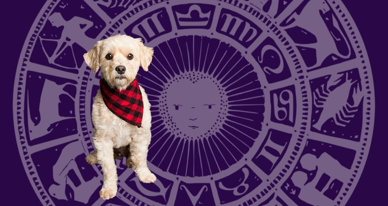 Horóscopo de tu perro: ¿Qué le espera a tu mascota hoy 12 de junio?