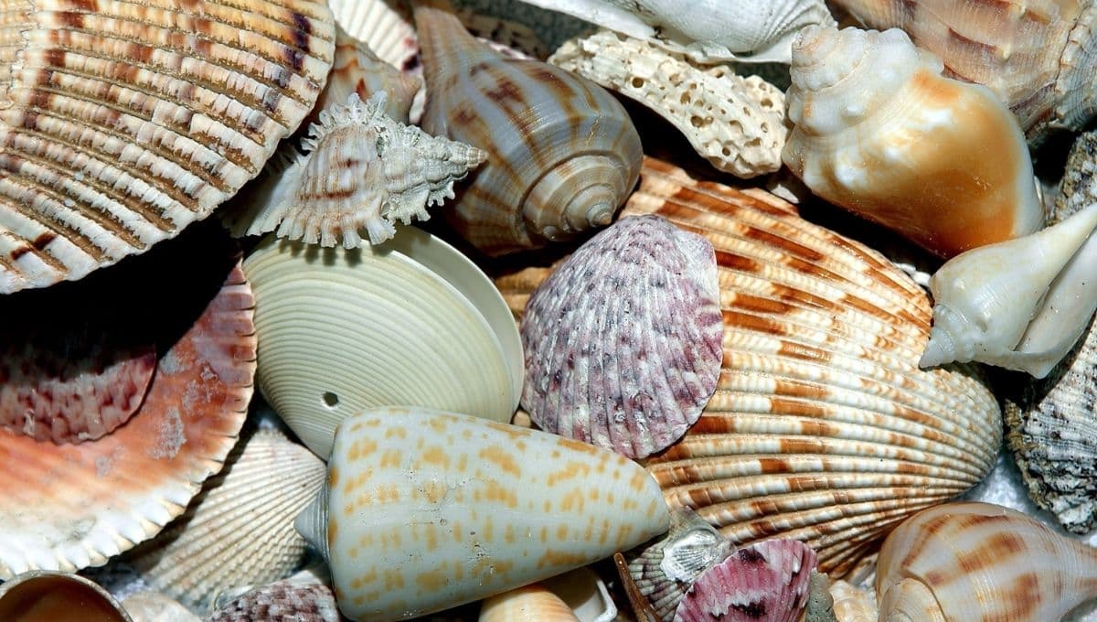 ¿Por qué no debes llevarte conchas de la playa y el mar?