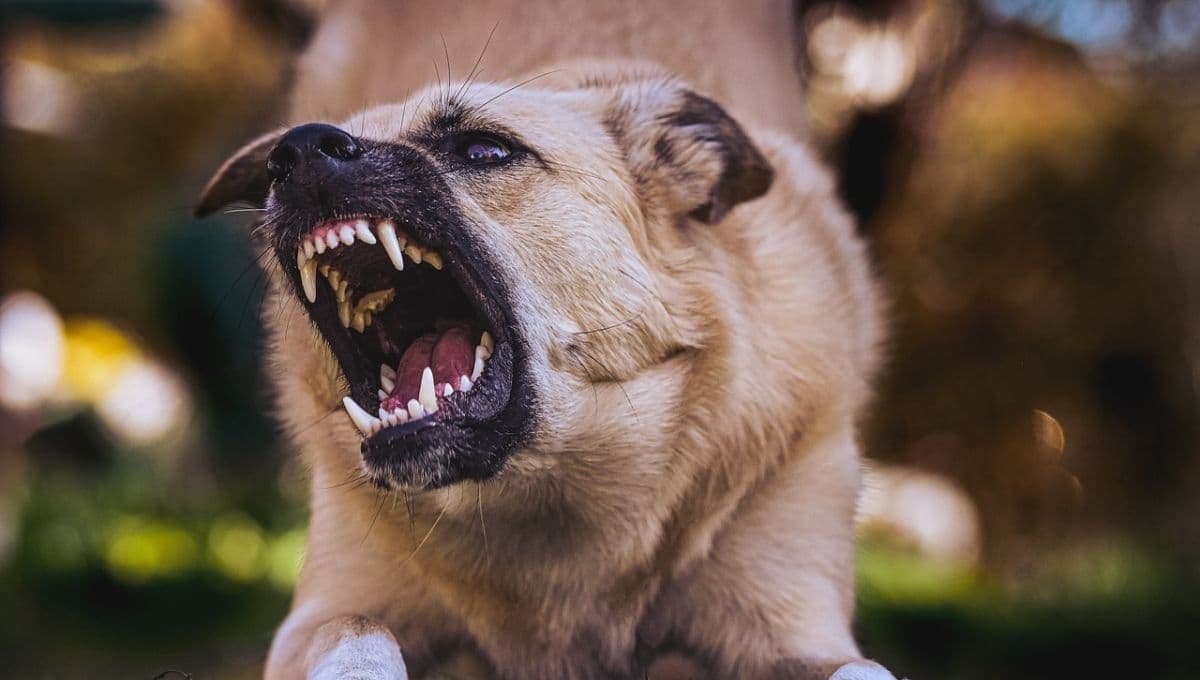 ¿Cómo evitar que los perros muerdan a las personas, según Harvard?