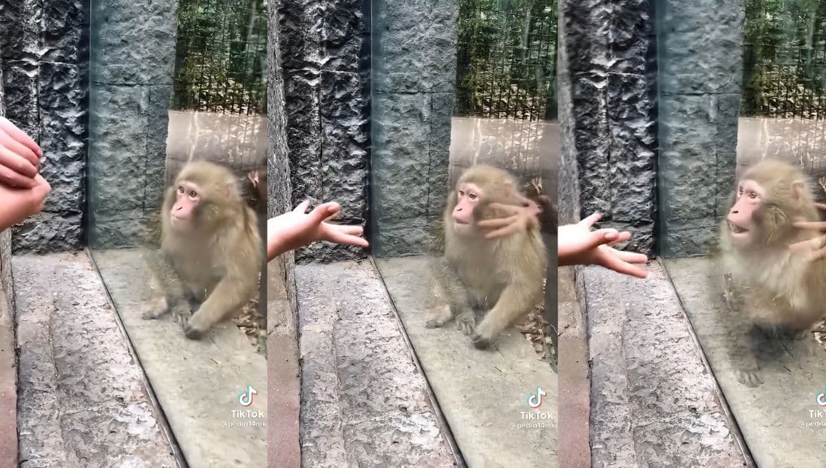 Mono se sorprende con truco de magia y su reacción en video conquista Internet