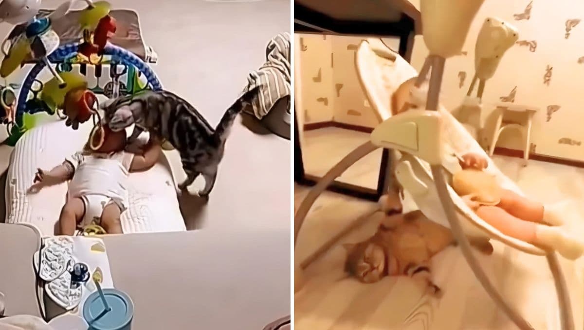 El video que demuestra que los gatos y los bebés deben convivir juntos
