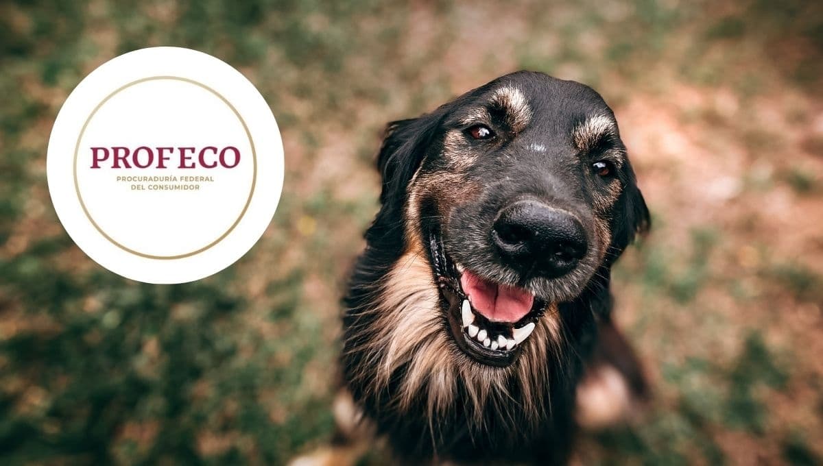 Las mejores croquetas con salmón para perro, según Profeco