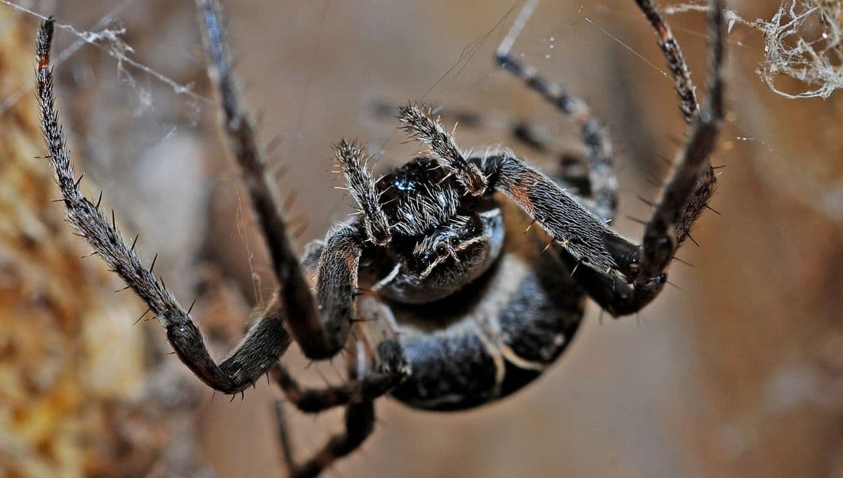 La razón por la que JAMÁS debes aplastar a una araña lobo