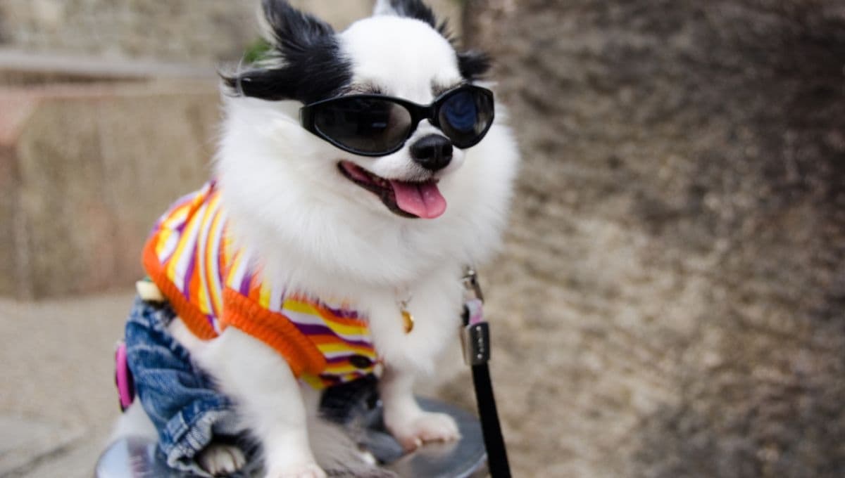 Los riesgos de humanizar a tu mascota: esto debes hacer